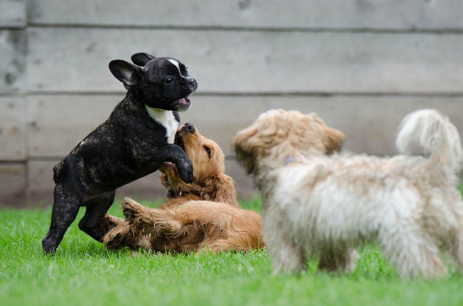 Perros jugando